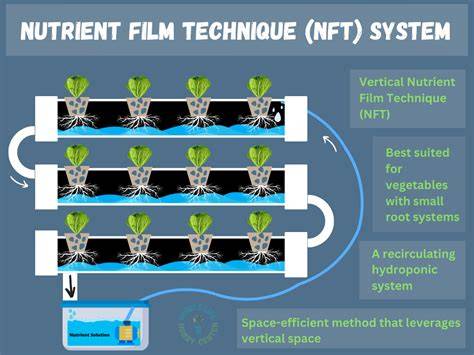 NFT ( NUTRIENT FILM TECHNIQUE) farming - raincitystudios.com
