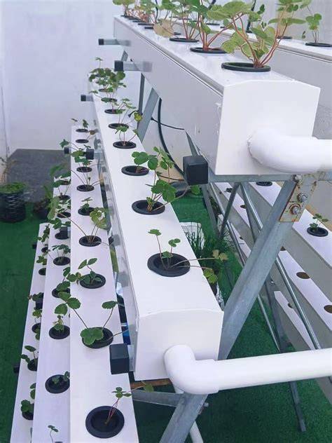NFT Hydroponic Greenhouse Project in Jamaica Sample Testing for ... - raincitystudios.com