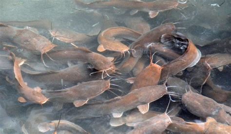 Ngeculkan lele nila dibawah jembatan..biar berkembang biak.. #lele ... - muktibox.com