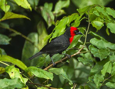 Nigerian Lowland Forests | One Earth - raincitystudios.com
