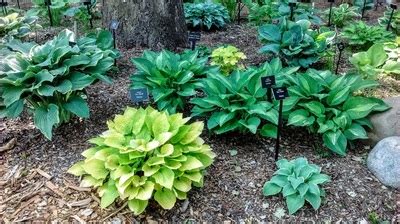 NIHS - Northern Illinois Hosta Society Home Page