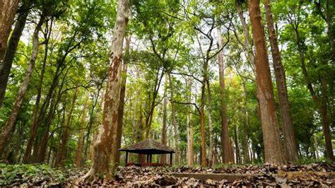 Nilambur Teak Plantations, Malappuram | Kerala Tourism - raincitystudios.com