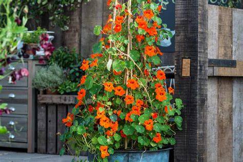 Nine annual climbers to grow - BBC Gardeners World … - raincitystudios.com