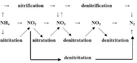 Nitrifikasi dan denitrifikasi di tambak Nitrification and ... - muktibox.com