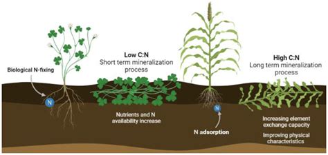 Nitrogen cycling and cover crops - Farm Progress - raincitystudios.com