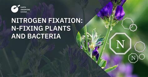 Nitrogen Fixation: N-Fixing Plants & Bacteria, Their … - raincitystudios.com