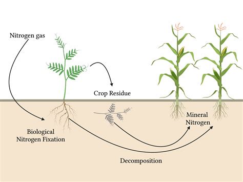 Nitrogen Fixation and Cover Crop Interactions with … - raincitystudios.com