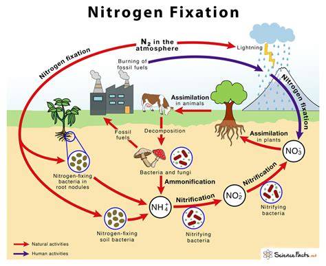 Nitrogen Fixation - Cover Crops - raincitystudios.com