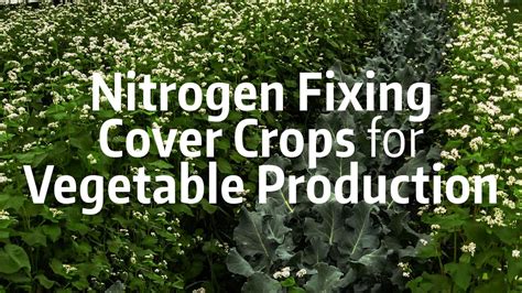 Nitrogen Fixing Cover Crops for Vegetable - raincitystudios.com