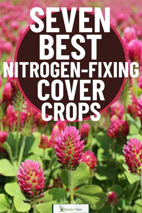 Nitrogen Fixing Cover Crops - Permaculture Plants - raincitystudios.com