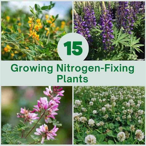 Nitrogen-Fixing Plants to Enrich your Soil - Gardenia - raincitystudios.com