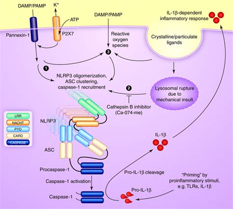 NLRP3 as a sensor of metabolism gone awry Request PDF