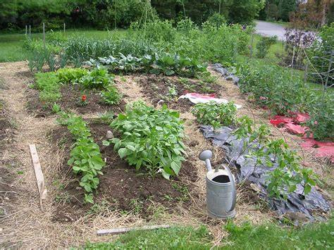 No Dig Gardening - Soil Association - raincitystudios.com