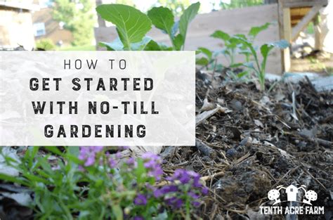No-Till Gardening Could Be Your New Best Friend - raincitystudios.com