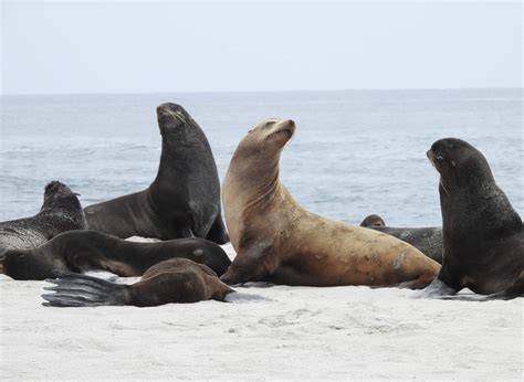 NOAA Marine Mammal Laboratory Internships | School … - raincitystudios.com