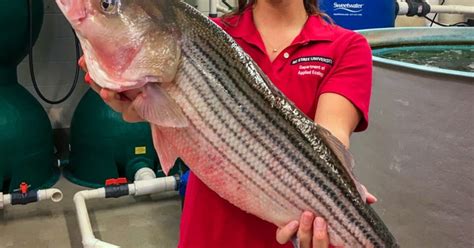 NOAA to fund striped bass farming initiative The Fish Site