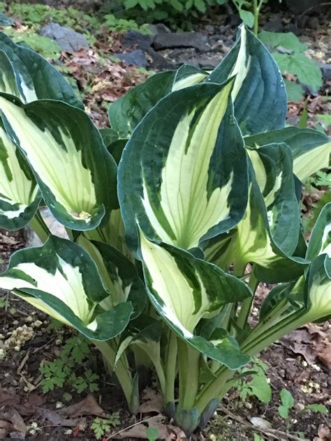 NOID hosta - houzz.com