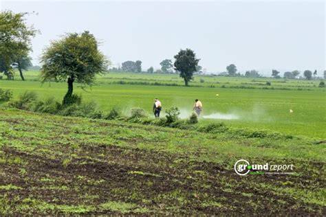 Non-chemical weed control | RHS Advice - raincitystudios.com
