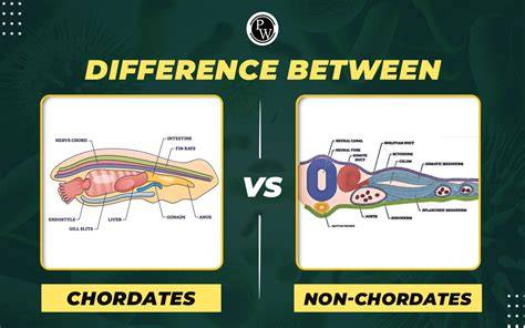 Non-chordates and the Chordates - BYJU'S - raincitystudios.com