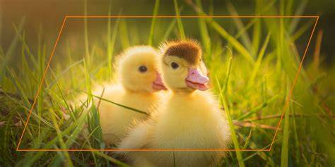 Non-GMO Duckling & Gosling Starter Feed 22%, 10 Pound (Pack of 1) - raincitystudios.com