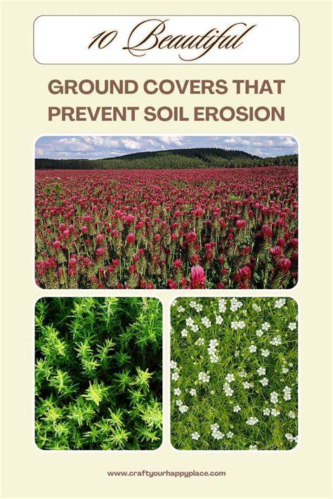 Noninvasive Ground Covers That Prevent Soil Erosion - raincitystudios.com