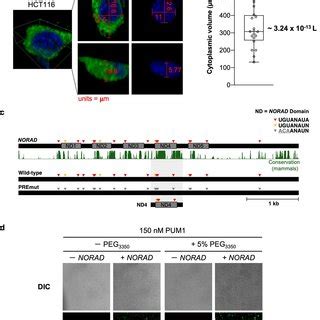 NORAD -induced Pumilio phase separation is required for genome ... - Nature