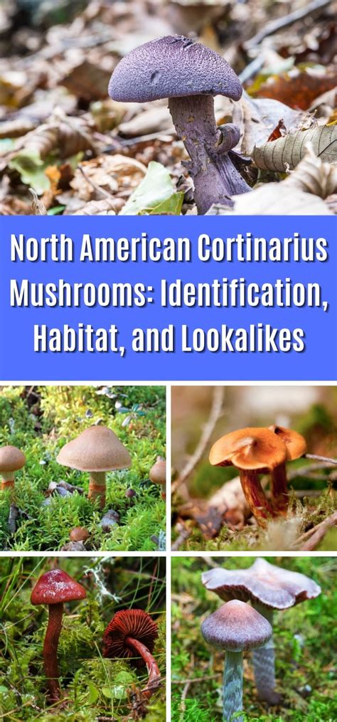 North American Cortinarius Mushrooms: Identification, Habitat, and ... - muktibox.com