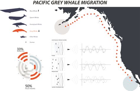 North Pacific Blue Whale Migration - Overview - ArcGIS - muktibox.com