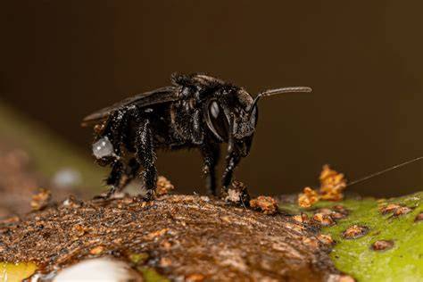 North Queensland Native Stingless Bees | Hi I have a stingless hive ... - raincitystudios.com