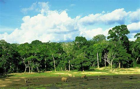 Northeast Congolian Lowland Forests | One Earth - raincitystudios.com