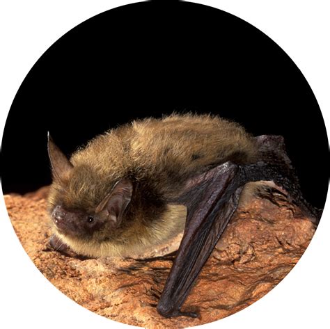 Northern Long-eared Bat - U.S. Fish and Wildlife Service - wintechmobiles.com