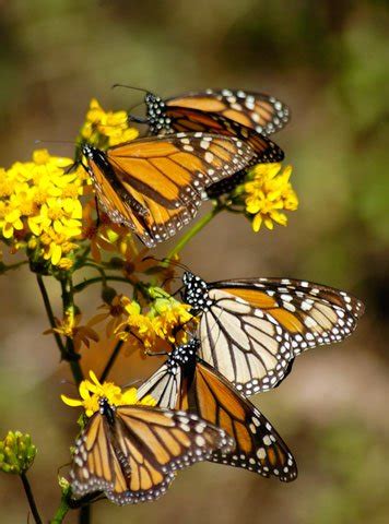 NOVA Migration of the Monarch - PBS