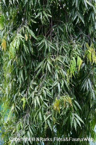NParks | Monoon longifolium 'Pendula' - raincitystudios.com