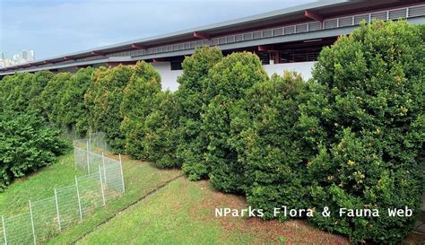 NParks | Syzygium myrtifolium - raincitystudios.com