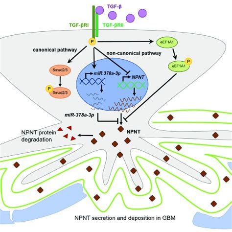 NPNT nephronectin