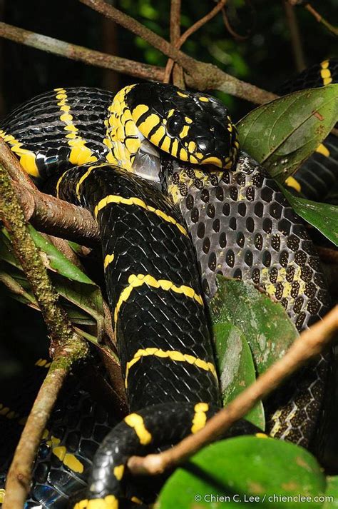 NParks - Flora Fauna Tuesday The native Gold-ringed Cat Snake or ...