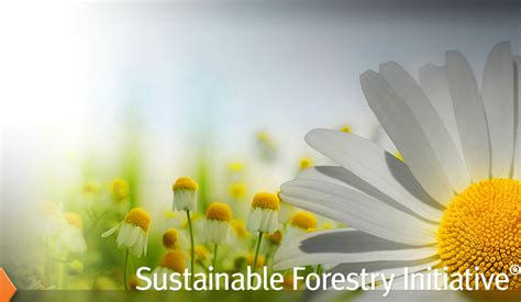 NR Prog Consultant - Forest Certification - LinkedIn