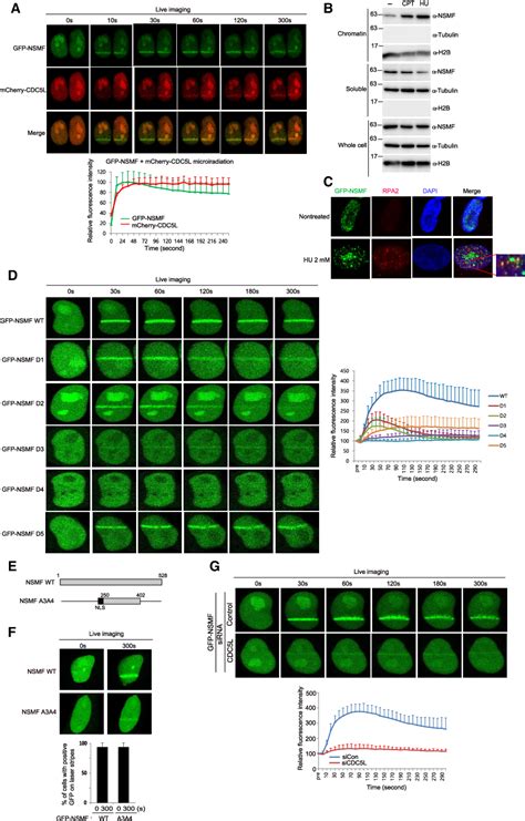 NSMF promotes the replication stress-induced DNA damage …