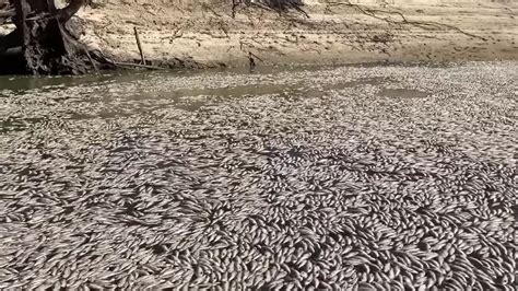 NSW environment: 1 million fish dead in the Darling River, clean …