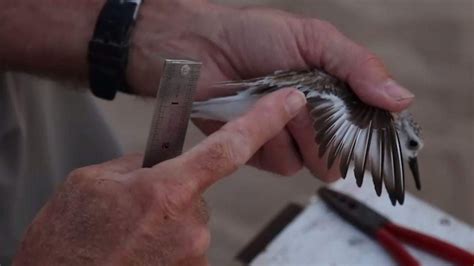 NT researchers catch 560 birds with projectile-fired beach nets