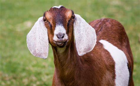 Nubian Goat | ROYS FARM - raincitystudios.com