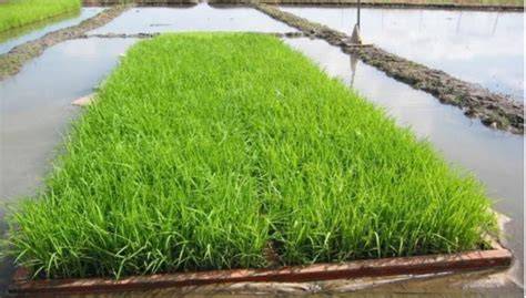 Nursery Management for Rice Seedlings - raincitystudios.com