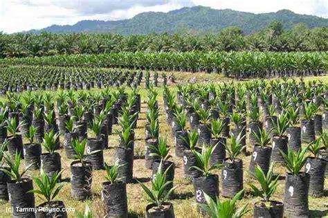 Nursery practices in oil palm: a manual - CABI Digital Library - raincitystudios.com