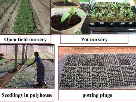 Nursery Raising Techniques of Rice - raincitystudios.com