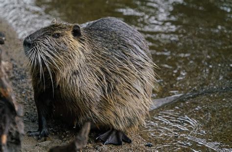 Nutria - Louisiana Department of Wildlife and Fisheries - muktibox.com