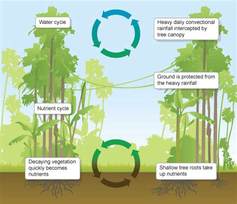 Nutrient cycling and biodiversity in tropical rainforests - raincitystudios.com