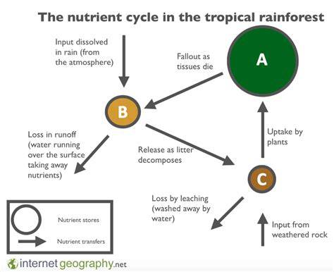 Nutrient cycling in tropical rainforests: Implications for management ... - raincitystudios.com