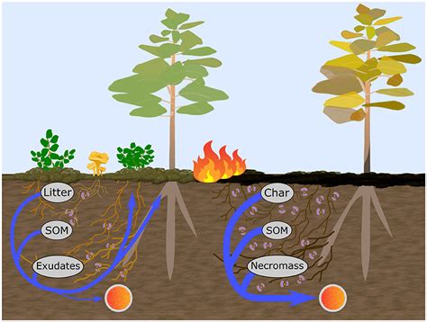 Nutrient Dynamics in Forest Soil | Springer Nature Link - raincitystudios.com