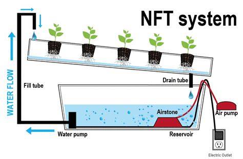 Nutrient Film Technique (NFT) - raincitystudios.com