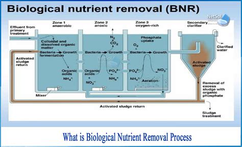 Nutrient Removal | Veolia Water Technologies - raincitystudios.com